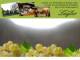 Spitz (Wachau) 11.05.2025 08:54