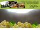 Spitz (Wachau) 11.05.2025 08:54