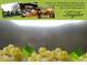 Spitz (Wachau) 29.04.2025 08:54