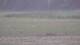 Les Landes-Genusson 11.05.2025 08:16