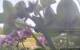 Montbliart 09.06.2025 08:28