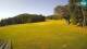 Sorica 06.07.2025 08:29