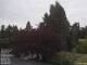 Son en Breugel 09.06.2025 09:46