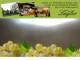 Spitz (Wachau) 30.04.2025 09:54