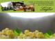 Spitz (Wachau) 09.07.2025 09:53
