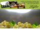 Spitz (Wachau) 04.05.2025 09:54
