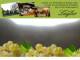 Spitz (Wachau) 11.05.2025 09:54