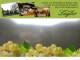 Spitz (Wachau) 07.07.2025 09:53