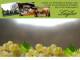 Spitz (Wachau) 11.05.2025 09:54