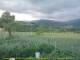 Cantalupo Ligure 06.07.2025 09:04