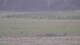 Les Landes-Genusson 11.05.2025 09:16