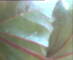 Flachau (Salisburgo) 14.06.2025 10:52