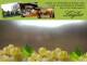 Spitz (Wachau) 30.04.2025 10:54