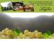 Spitz (Wachau) 12.07.2025 10:53