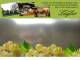 Spitz (Wachau) 04.05.2025 10:54