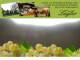 Spitz (Wachau) 09.06.2025 10:53