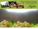 Spitz (Wachau) 06.07.2025 10:53