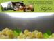 Spitz (Wachau) 11.05.2025 10:54