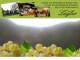 Spitz (Wachau) 07.07.2025 10:53