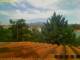 Pallini 29.04.2025 10:54