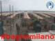 Cesenatico 22.06.2025 10:47