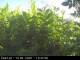 Presseggersee 14.06.2025 10:47