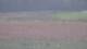 Les Landes-Genusson 09.07.2025 10:16