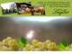 Spitz (Wachau) 30.04.2025 11:54