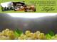 Spitz (Wachau) 09.07.2025 11:53