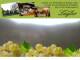 Spitz (Wachau) 11.07.2025 11:53
