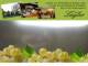 Spitz (Wachau) 04.05.2025 11:54