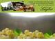 Spitz (Wachau) 09.06.2025 11:53