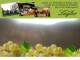 Spitz (Wachau) 06.07.2025 11:53