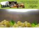 Spitz (Wachau) 14.06.2025 11:53