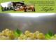 Spitz (Wachau) 10.05.2025 11:54