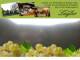 Spitz (Wachau) 07.07.2025 11:53