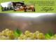 Spitz (Wachau) 11.05.2025 11:54