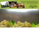 Spitz (Wachau) 15.06.2025 11:53