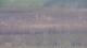 Les Landes-Genusson 09.07.2025 11:16