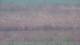Les Landes-Genusson 05.07.2025 11:16