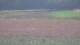 Les Landes-Genusson 09.07.2025 11:16