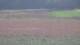 Les Landes-Genusson 10.07.2025 11:16