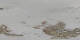 St. Moritz 20.04.2025 11:29