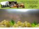 Spitz (Wachau) 30.04.2025 12:54