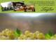 Spitz (Wachau) 30.04.2025 12:54