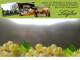 Spitz (Wachau) 09.07.2025 12:53