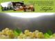 Spitz (Wachau) 11.07.2025 12:53