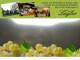 Spitz (Wachau) 04.05.2025 12:54