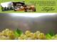 Spitz (Wachau) 08.06.2025 12:53