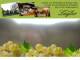 Spitz (Wachau) 09.06.2025 12:53